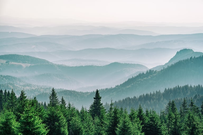 Bosque y montañas